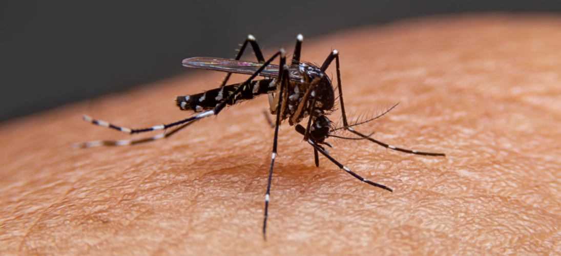 Le paludisme est causé par un parasite, transmis essentiellement par des moustiques anophèles.