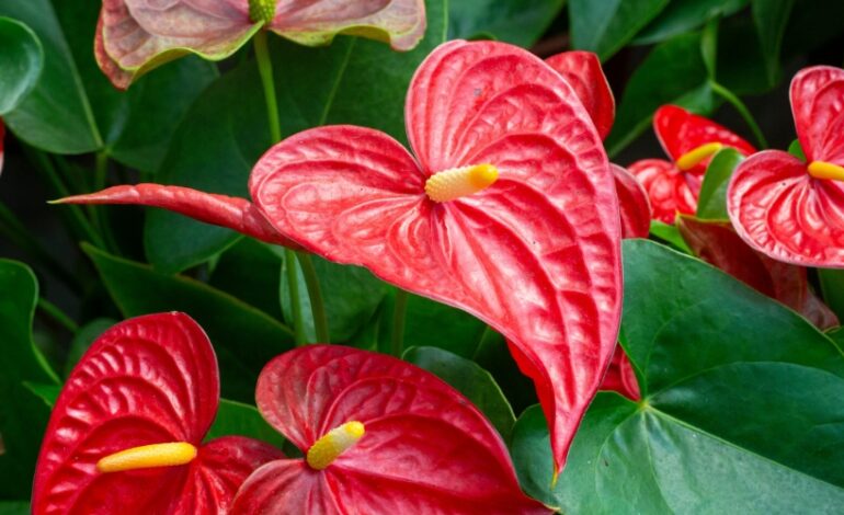 La beauté des plantes ornementales peut cacher un danger insidieux. Certaines espèces présentent des risques significatifs pour la santé.