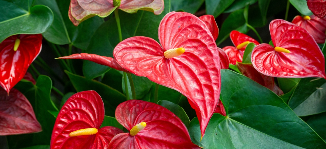 La beauté des plantes ornementales peut cacher un danger insidieux. Certaines espèces présentent des risques significatifs pour la santé.